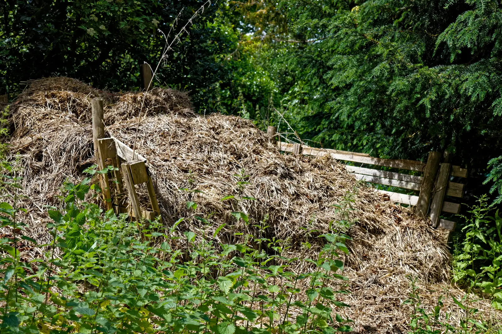 Tas de compost adossé à un bac en bois à claire-voie, dans un potager clos